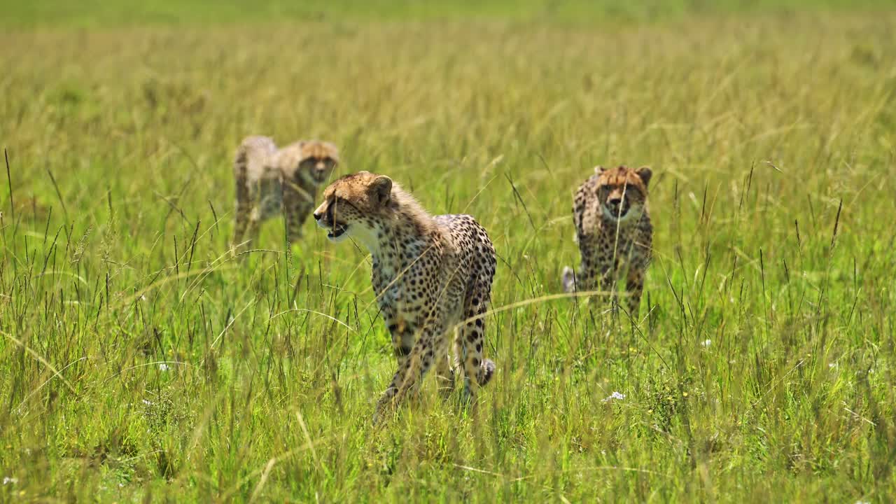 African Wildlife, Cute Cheetah Cubs Walking in Africa in Luscious Lush Green Long Grass Savanna Plains Grasslands in Masai Mara, Young Baby Animals on Safari in Maasai Mara, Kenya