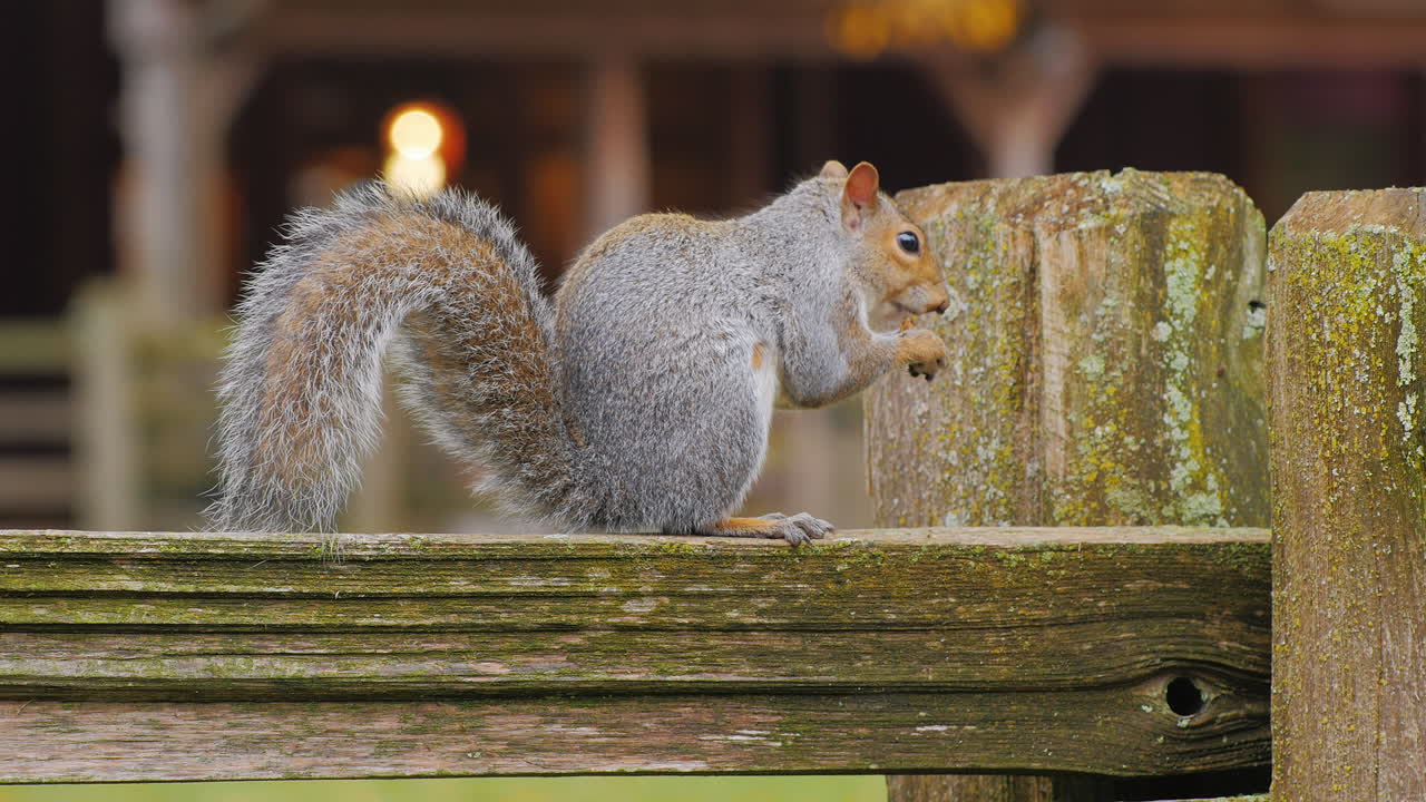 ardilla americana sentada en una cerca de madera comiendo una nuez