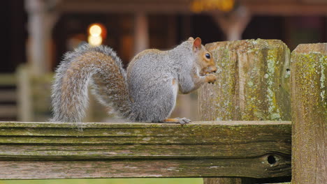 Ardilla-Americana-Sentada-En-Una-Valla-De-Madera-Comiendo-Una-Nuez