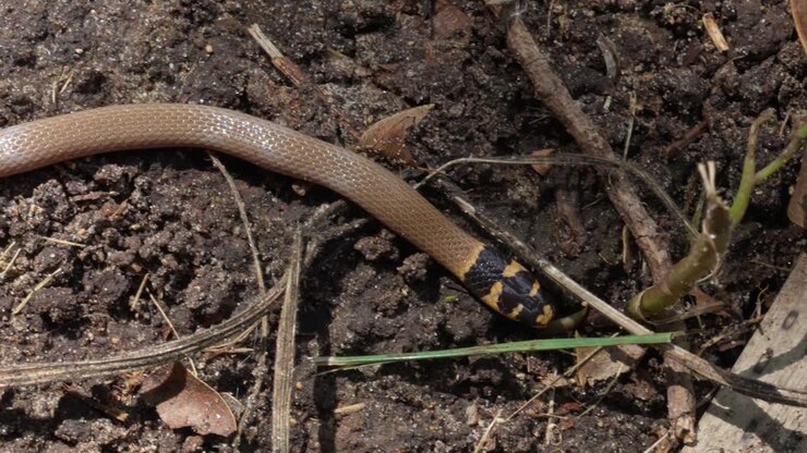 Small snake species Eirenis rothii crawling in natural grassland