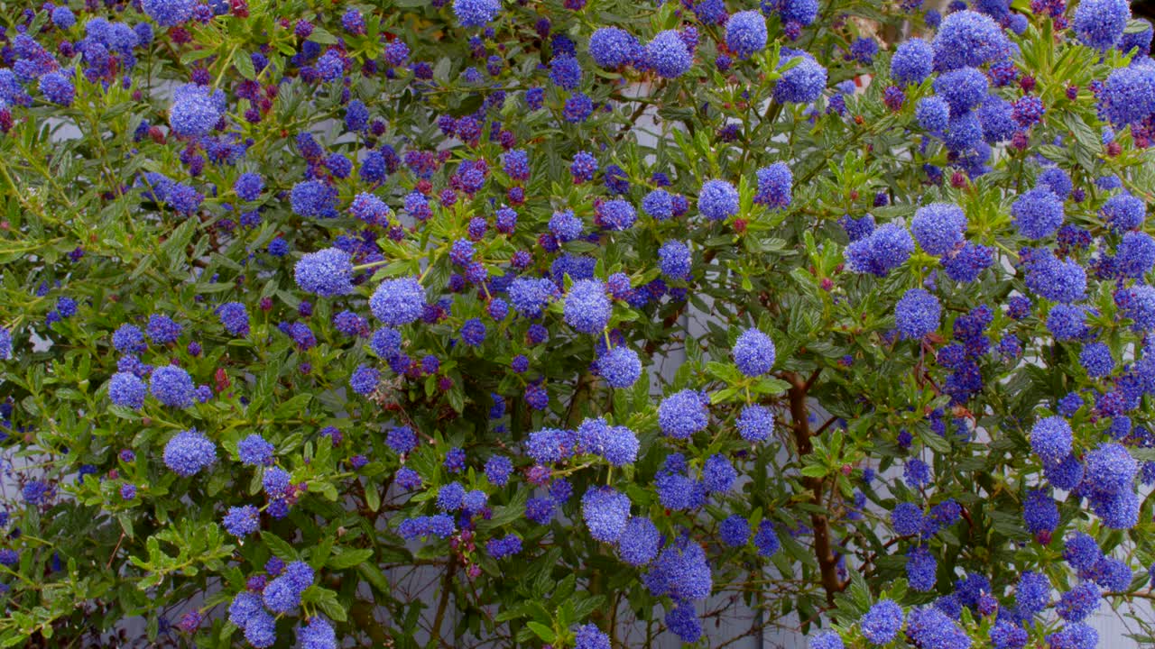 꽃이 만발한 ceanothus의 중간 샷