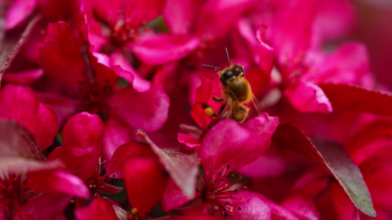 Bee collecting nectar from vibrant apple blossoms in springtime slow motion