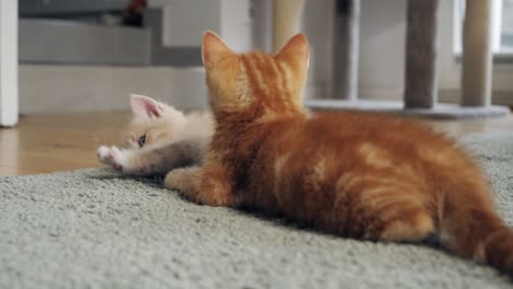 Toma-En-Cámara-Lenta-De-Gatitos-Relajándose-En-La-Alfombra