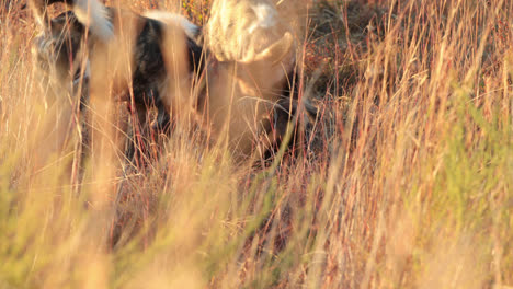 Hyenas-playing-in-the-long-grass