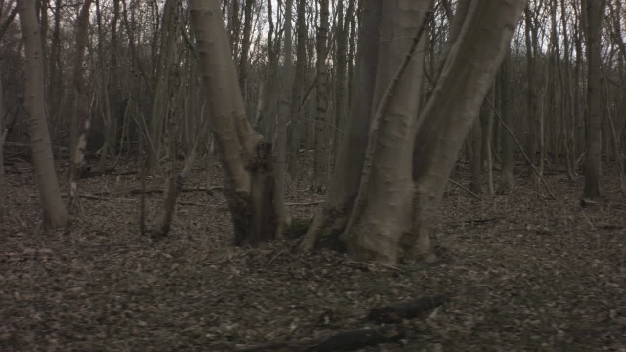 Dark and Moody Forest in Winter