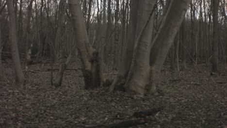 dark and moody forest in winter