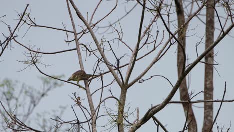 eating some leftover ripe fruits from a bare tree, the heron moves from one branch to another to select and eat what it could find for its meal for the day, taken in one of the provinces in thailand
