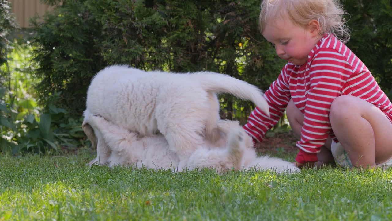 유아 소녀가 잔디 ⁇ 에서 놀고 있는 두 마리의 리트리버 강아지를 키스하는 재미있고 귀여운 순간