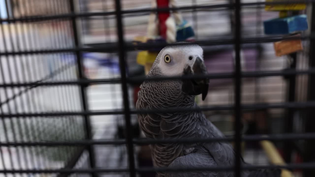 African Grey Parrot in a cage