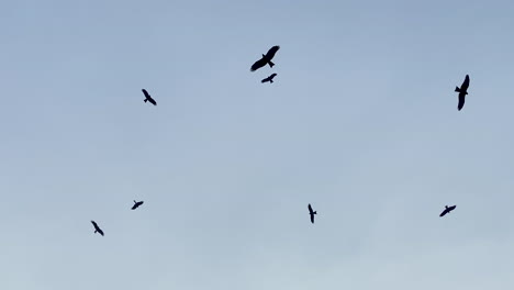 flock of black birds flying in the blue sky, looking up establishing shot