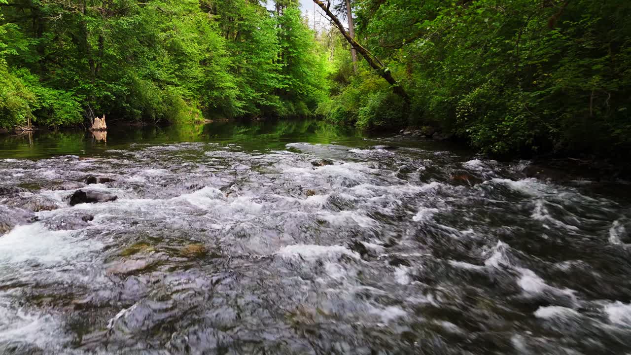 Lavtflyvende optagelse over den strømmende Cedar River i tæt grøn frodig skov i Washington State.