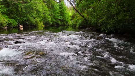 Low-flying-shot-above-flowing-Cedar-River-in-dense-green-lush-forest-in-Washington-State