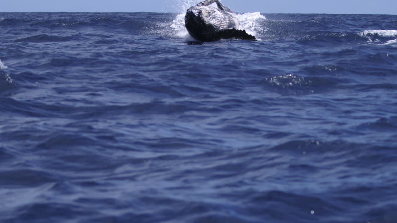 Humpback whale breaching high from calm tropical ocean, slow motion