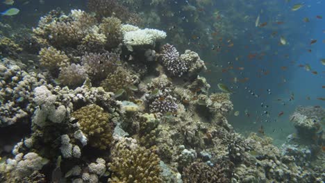 Lots-of-small-different-fishes-swimming-around-colorful-coral-in-the-current-in-slowmotion-in-4k