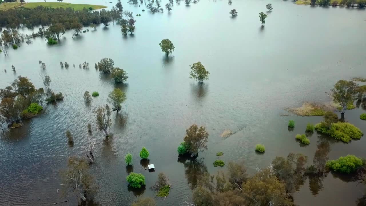 호주 북동부 빅토리아에 있는 흄 호수로 들어갈 때 미타 미타 강의 범람된 나무들의 공중 전망을 패닝
