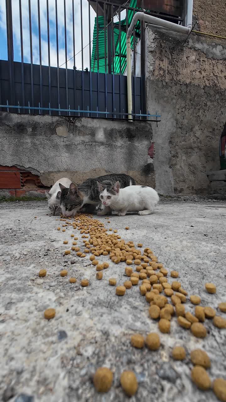 Ergreifender Moment des Mitgefühls und der Barmherzigkeit, als eine Person streunenden Katzen Nahrung gibt, die auf einer rauen Betonstraße ums Überleben kämpfen.