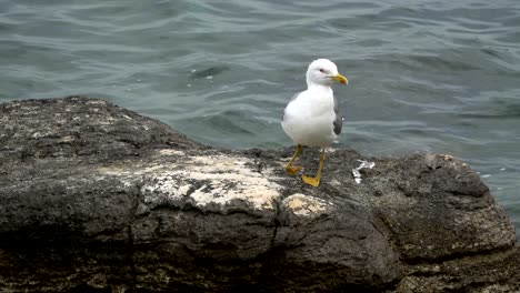 una gaviota enferma y coja de pie en la roca del mar para la que las olas golpearon.