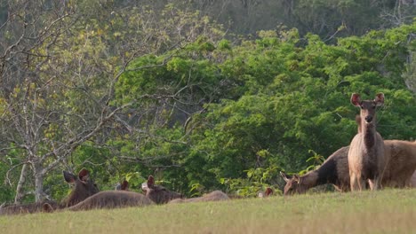 A-Doe-standing-on-the-right-side-facing-towards-the-camera,-other-females-arrive-from-the-right-toe-rest-on-the-ground