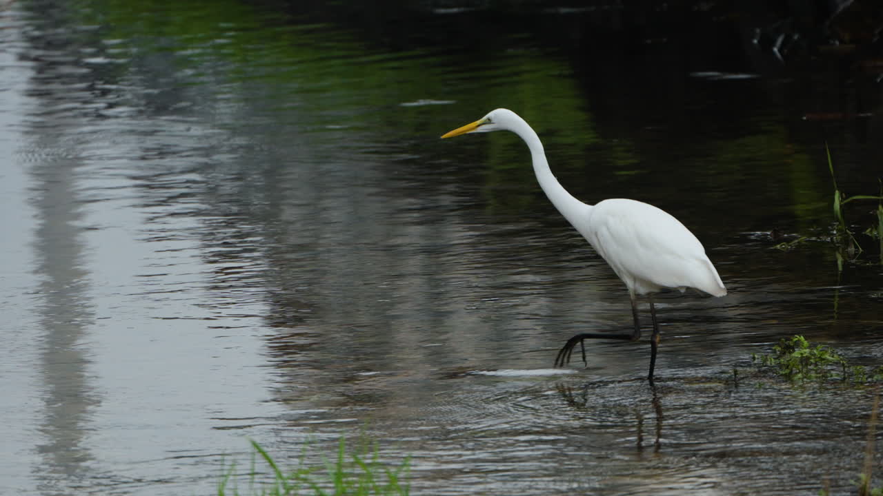 Eastern Great Egret stealthily stalks prey in shallow water of pond