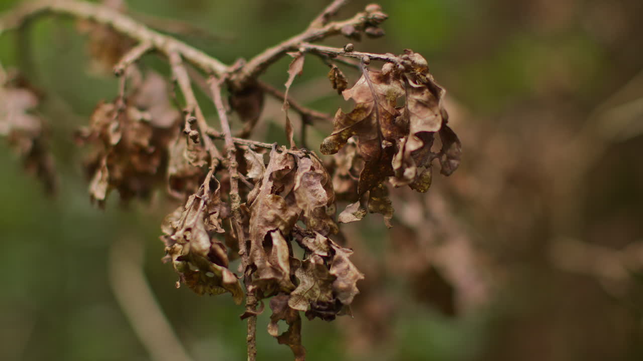 Close Up Of Dead Oak Leaves On Branch Of Tree In Forest
