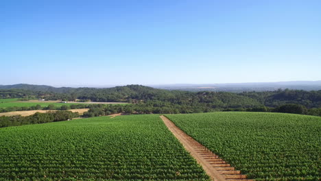 an aerial over vineyards in northern california's sonoma county