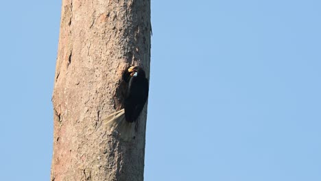 Bekränzter-Hornvogel,-Rhyticeros-Undulatus,-Weiblich,-Khao-Yai-Nationalpark,-Thailand