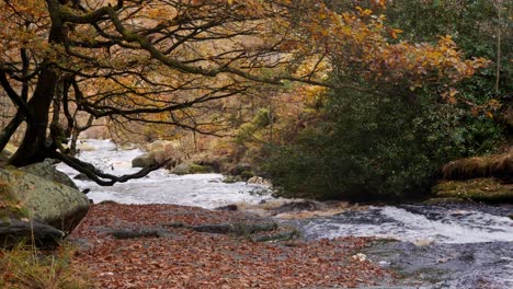 Serena-Escena-Boscosa-En-Otoño-E-Invierno,-Un-Lento-Arroyo-Junto-A-La-Orilla-Del-Río,-Robles-Dorados-Dejan-Caer-Hojas-De-Bronce.