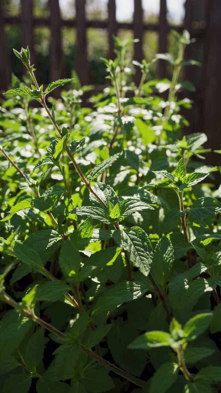 Piante di menta verde fresca che crescono in un giardino soleggiato