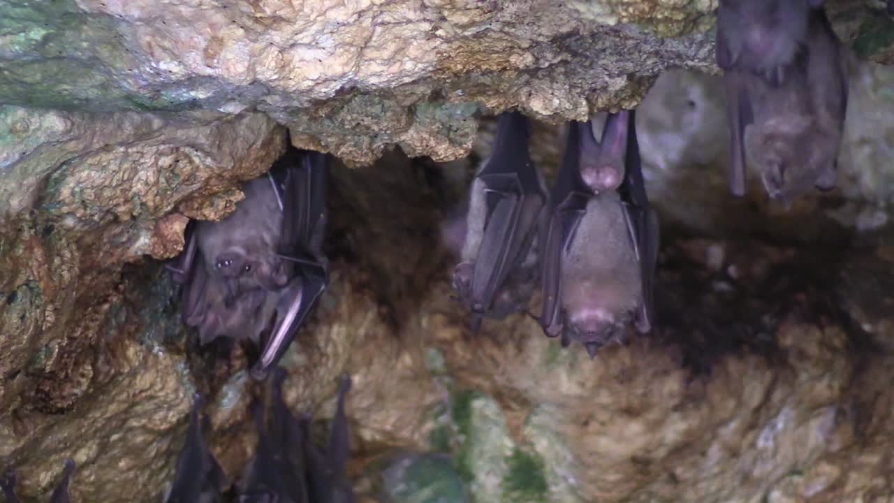 крупный план фруктовых летучих мышей в пещере на кубе 3