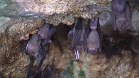 Cerca-De-Murciélagos-Frugívoros-En-Una-Cueva-En-Cuba-3