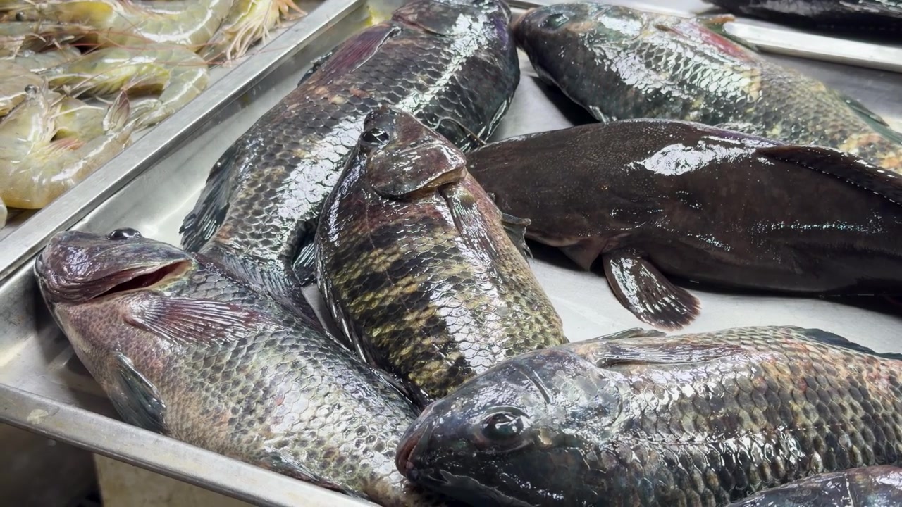 Close-up shot of fresh tilapia and shrimp on stainless steel trays at a market