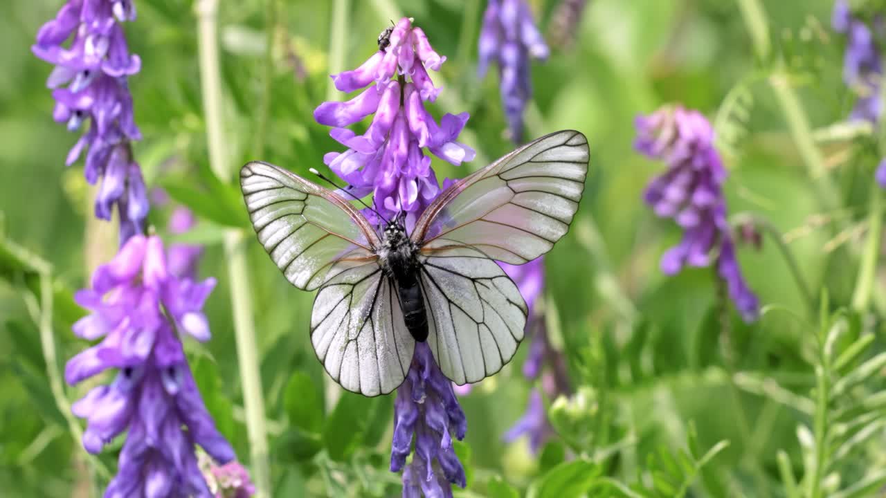 Schmetterlingspaarung. Der Baumweißling (Aporia crataegi) ist ein großer Schmetterling aus der Familie der Weißlinge (Pieridae).