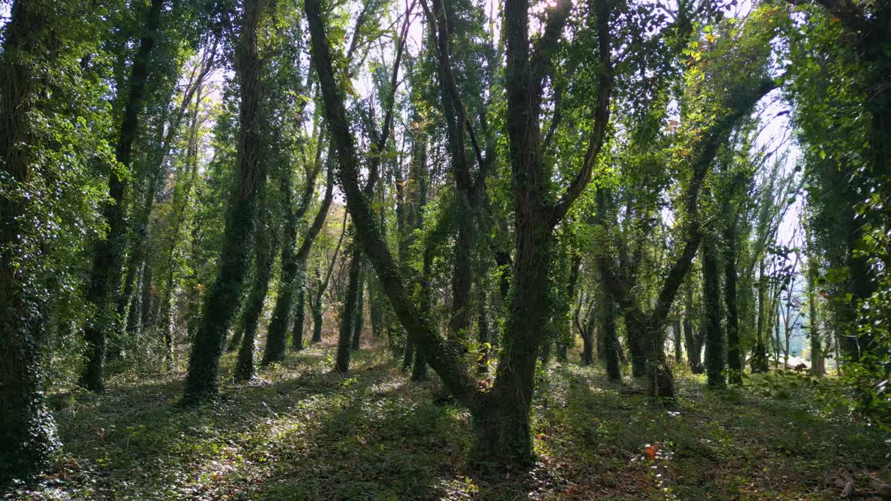 bosques densos con troncos de árboles cubiertos con plantas de hiedra