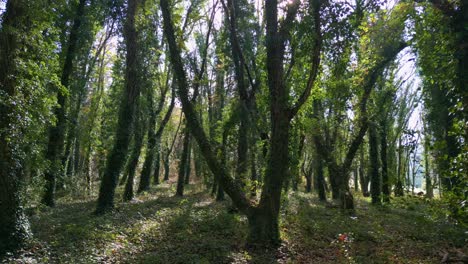 dense woods with tree trunks covered with ivy plants