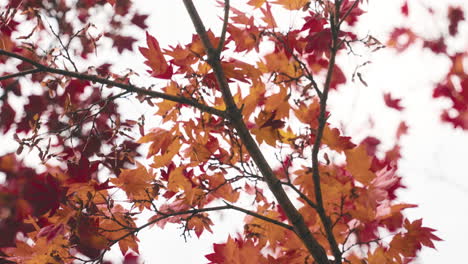 beautiful red momiji leaves at the park in miyagi, japan at autumn