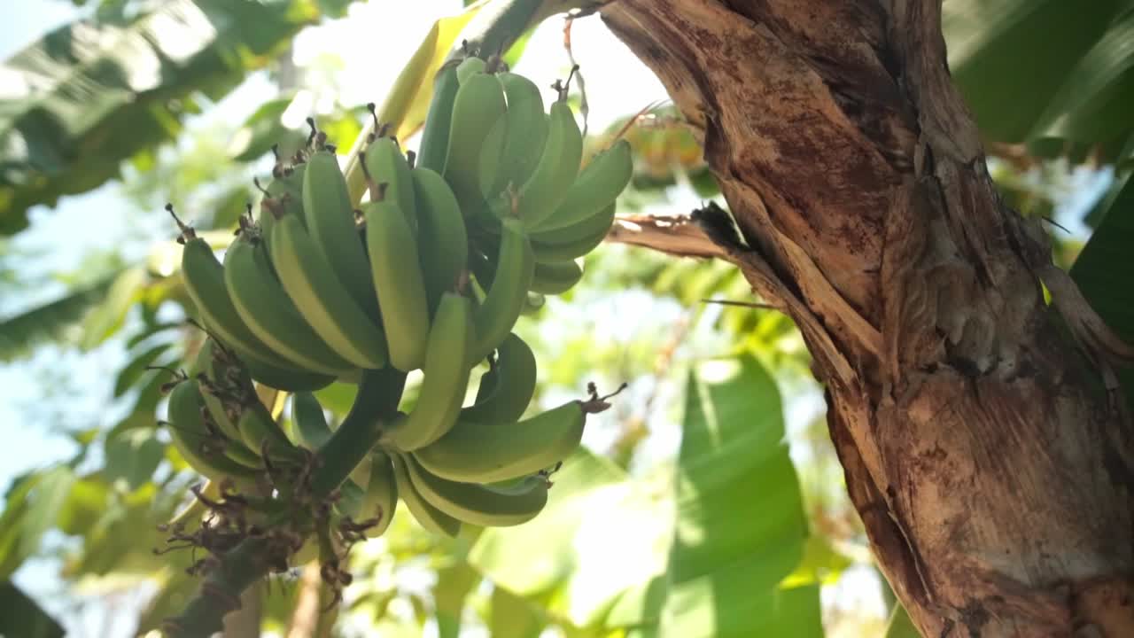 Handheld shot of green bananas hanging on a tree during the day in Tepoztlan, state of Morelos, Mexico, outdoor