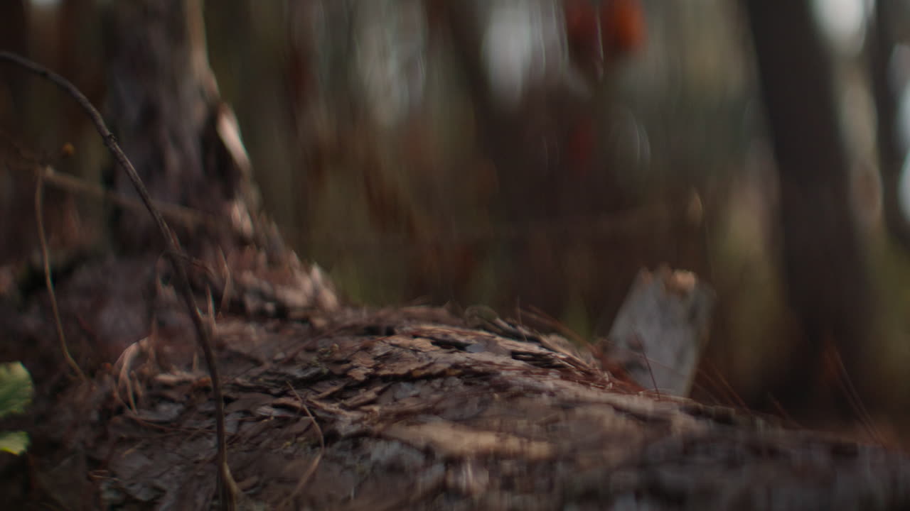 Running workout in a forest, with focus on a tree trunk as the person runs by