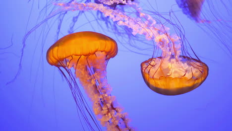 orange jellyfish swim past each other on blue background