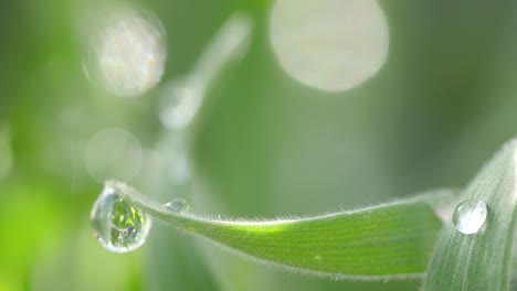 video of raindrops on the leaves. a shining green world with a refreshing feeling.