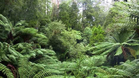 la exuberante vegetación en un sereno bosque tropical