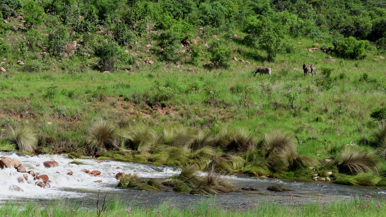Zebra merumput dengan tenang di tepi sungai yang mengalir dengan lingkungan hijau subur dan bebatuan.
