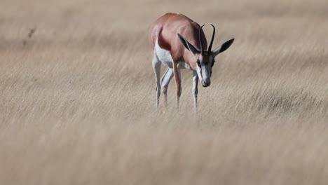 Antelope in Etosha National Park, Namibia, wildlife footage of the animals in their natural habitat