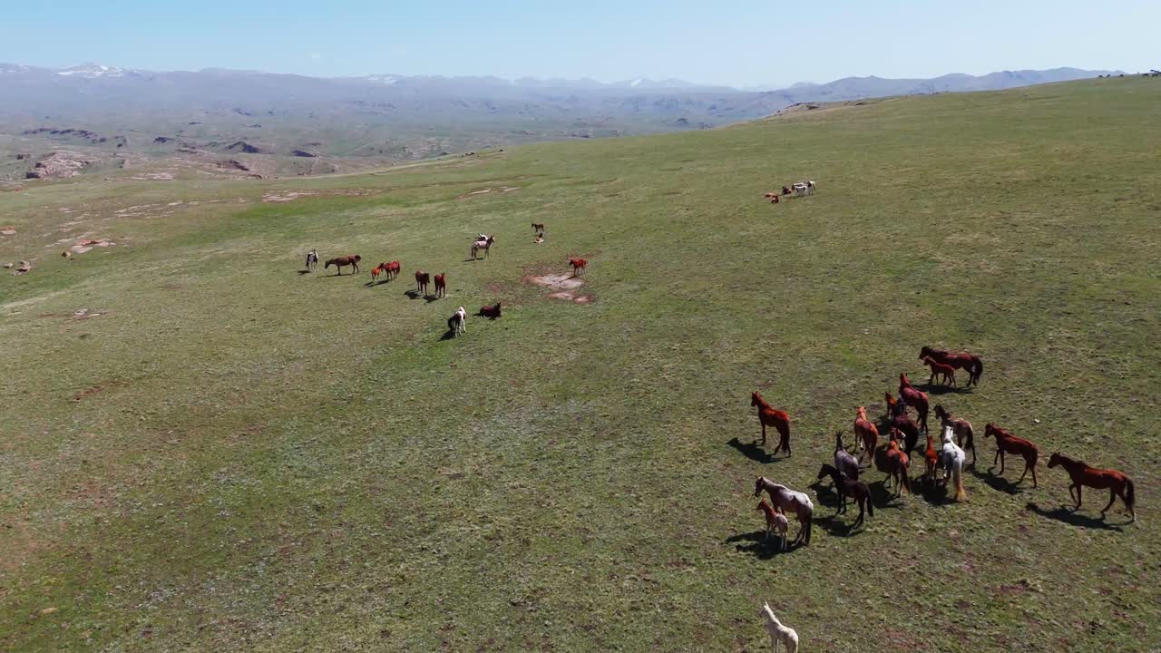 Aerial establishing fly group of horses grazing in a wild plateau landscape, animals bonding together