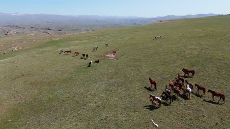 aerial establishing fly group of horses grazing in a wild plateau landscape, animals bonding together