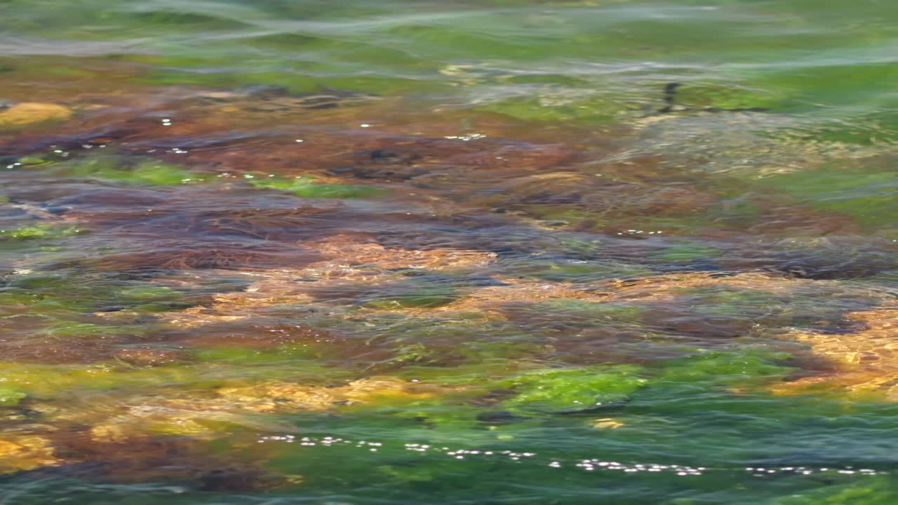 Close-up shot of seaweed underwater