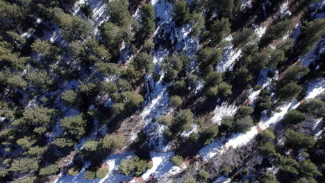 Aerial-top-down-of-pine-tree-forestalling-a-mountainside-in-winter-as-the-snow-has-started-melting