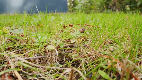 una araña cosechadora tiene dificultades para caminar a través de la hierba con sus largas patas