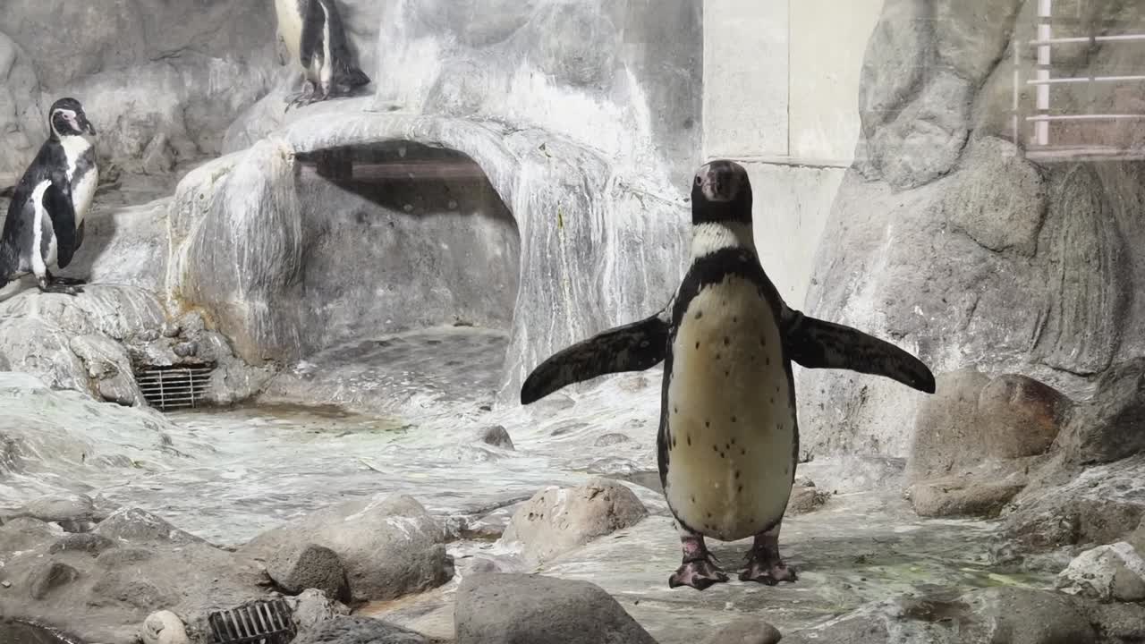 pingüinos en un acuario