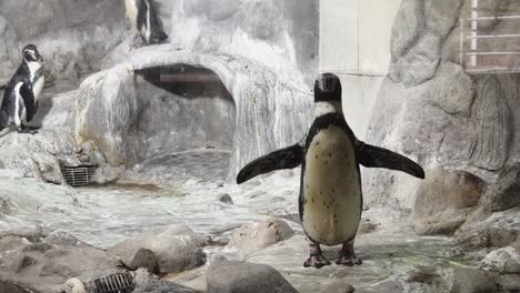 penguins in an aquarium