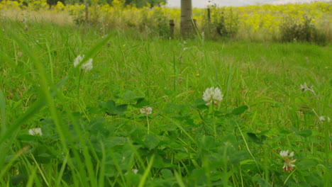 Schöne-Nahaufnahme-Der-Wildblumen-Wachsen-Zwischen-Dem-Gras-In-Der-Natur-Des-Sommers